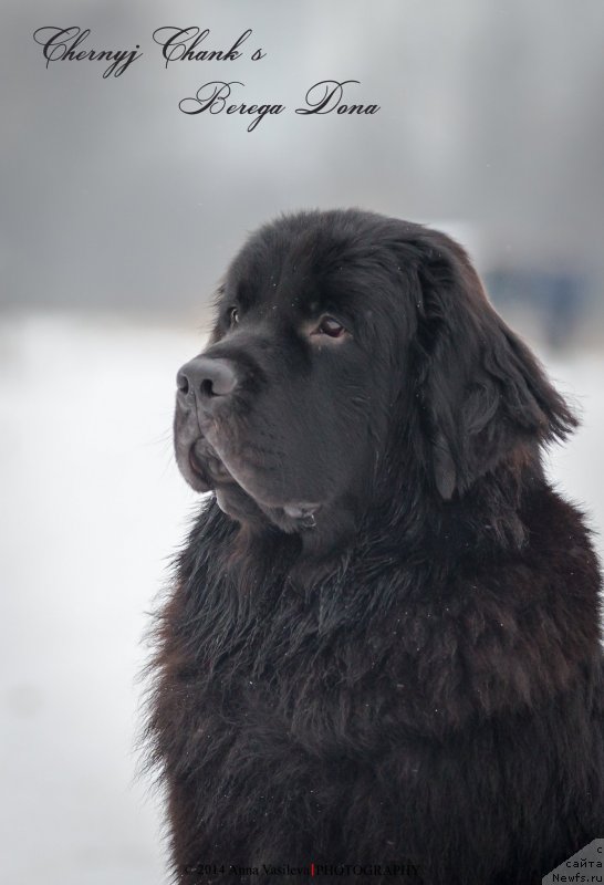 Фото: ньюфаундленд Chernyj Chank s Berega Dona (Черный Чанк с Берега Дона)