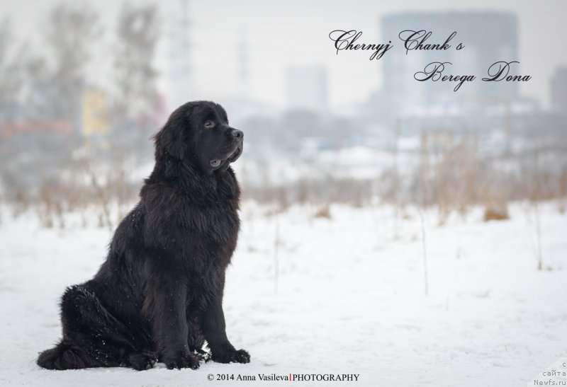 Фото: ньюфаундленд Chernyj Chank s Berega Dona (Черный Чанк с Берега Дона)