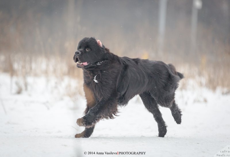 Фото: ньюфаундленд Chernyj Chank s Berega Dona (Черный Чанк с Берега Дона)