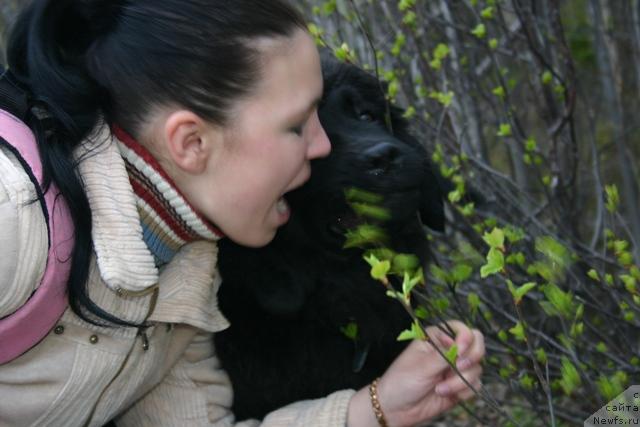 Фото: ньюфаундленд Kaiden Playful (Кайден Плейфул)