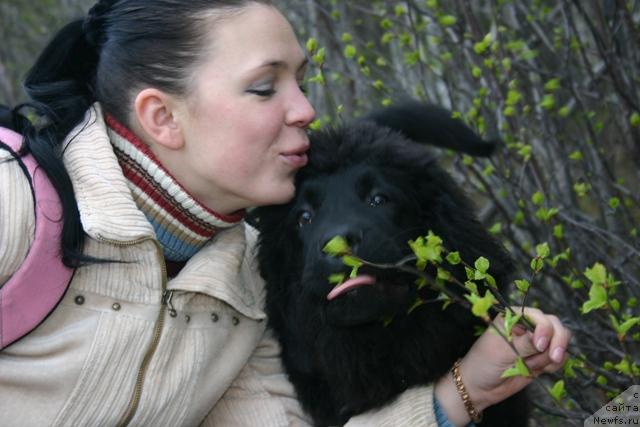 Фото: ньюфаундленд Kaiden Playful (Кайден Плейфул)