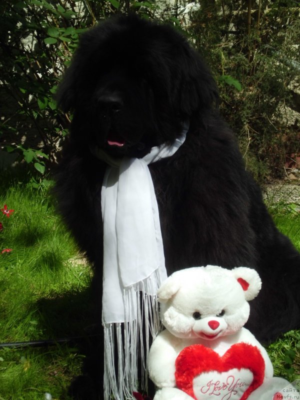 Фото: ньюфаундленд Pitern'yuf CHao-Kakao (Питерньюф Чао-Какао)