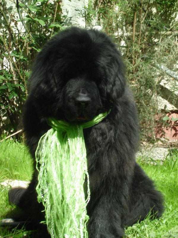 Фото: ньюфаундленд Pitern'yuf CHao-Kakao (Питерньюф Чао-Какао)