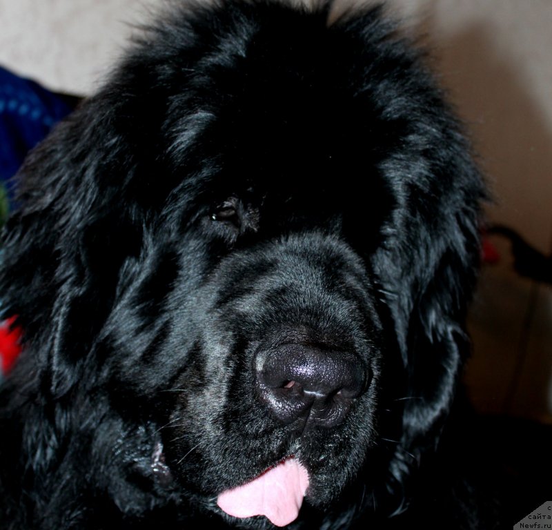 Фото: ньюфаундленд Kara Ayular Grand F'yuchi YAvnyiy Lider (Кара Аюлар Гранд Фьючи Явный Лидер)