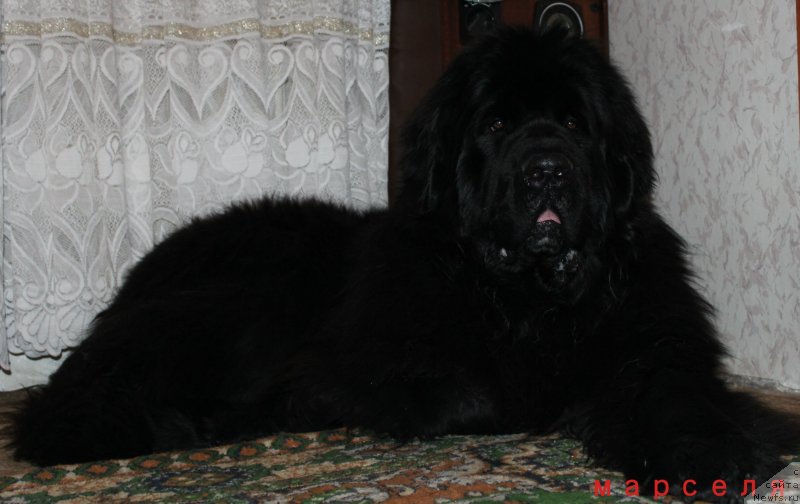 Фото: ньюфаундленд Kara Ayular Grand F'yuchi YAvnyiy Lider (Кара Аюлар Гранд Фьючи Явный Лидер)