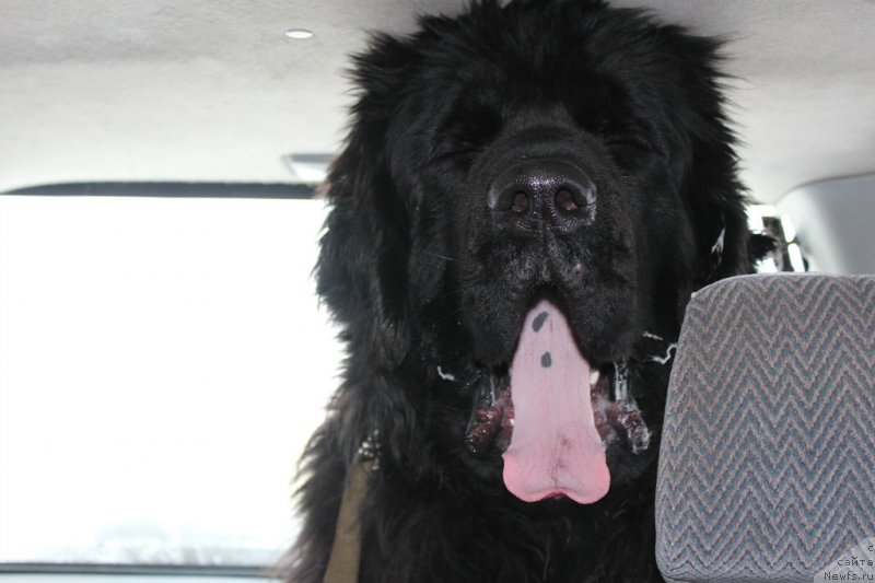 Фото: ньюфаундленд Kara Ayular Grand F'yuchi YAvnyiy Lider (Кара Аюлар Гранд Фьючи Явный Лидер)