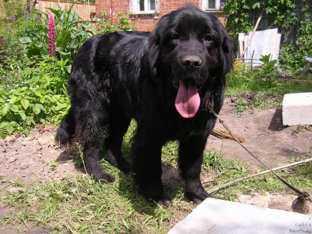 Фото: ньюфаундленд Sangriya (Сангрия)