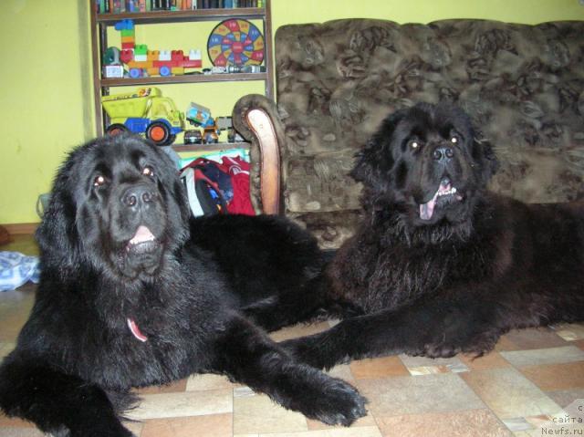 Фото: ньюфаундленд King of Helluland Dizzy Beauty, ньюфаундленд Otvajnyiy Ryicar' ot Sibirskogo Medvedya (Отважный Рыцарь от Сибирского Медведя)