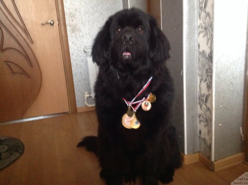 Фото: ньюфаундленд Gay YUliy Cezar' (Гай Юлий Цезарь)