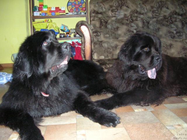 Фото: ньюфаундленд King of Helluland Dizzy Beauty, ньюфаундленд Otvajnyiy Ryicar' ot Sibirskogo Medvedya (Отважный Рыцарь от Сибирского Медведя)