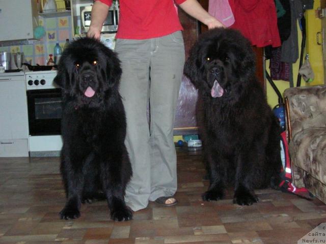 Фото: ньюфаундленд King of Helluland Dizzy Beauty, ньюфаундленд Otvajnyiy Ryicar' ot Sibirskogo Medvedya (Отважный Рыцарь от Сибирского Медведя)