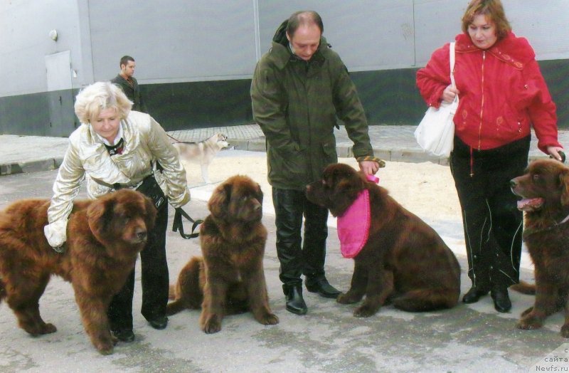 Фото: ньюфаундленд Igerma iz Akademii Shokolada (Игерма из Академии Шоколада)
