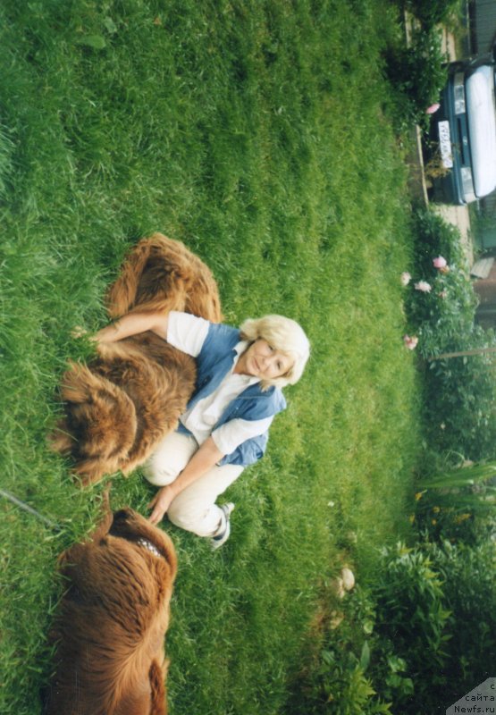 Фото: ньюфаундленд Igerma iz Akademii Shokolada (Игерма из Академии Шоколада)