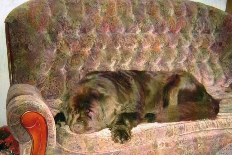 Фото: ньюфаундленд Igerma iz Akademii Shokolada (Игерма из Академии Шоколада)