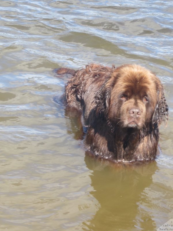 Фото: ньюфаундленд Igerma iz Akademii Shokolada (Игерма из Академии Шоколада)