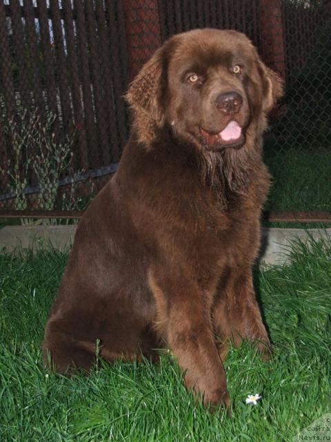 Фото: ньюфаундленд Ekaterina s Berega Dona (Екатерина с Берега Дона)