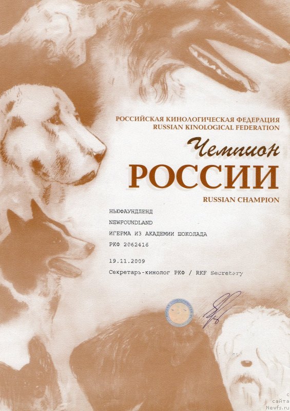 Фото: ньюфаундленд Igerma iz Akademii Shokolada (Игерма из Академии Шоколада)