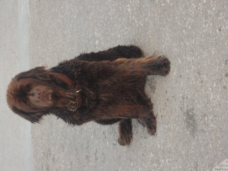 Фото: ньюфаундленд Igerma iz Akademii Shokolada (Игерма из Академии Шоколада)