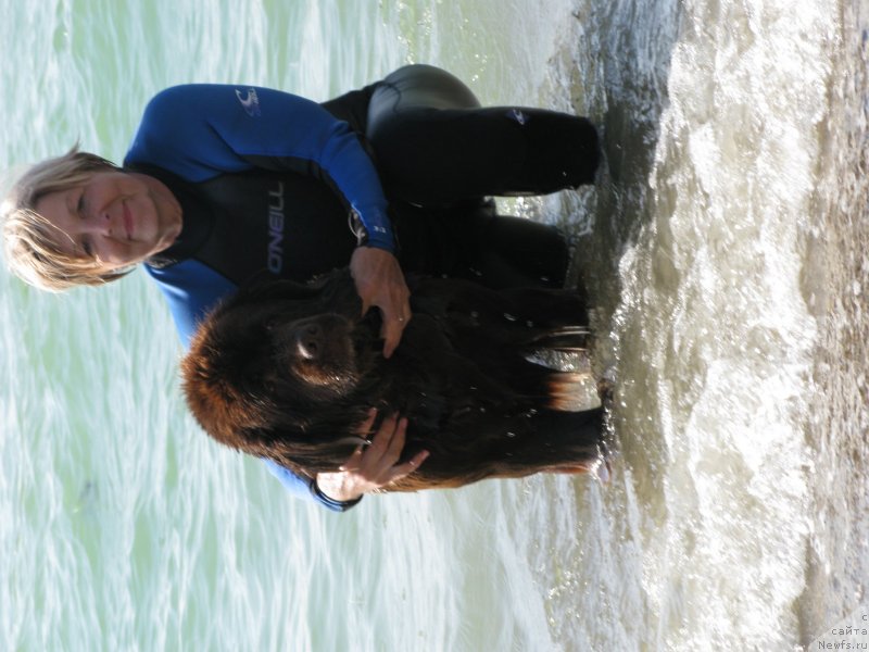 Фото: ньюфаундленд Igerma iz Akademii Shokolada (Игерма из Академии Шоколада)