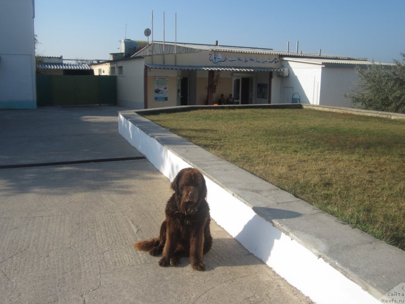 Фото: ньюфаундленд Igerma iz Akademii Shokolada (Игерма из Академии Шоколада)