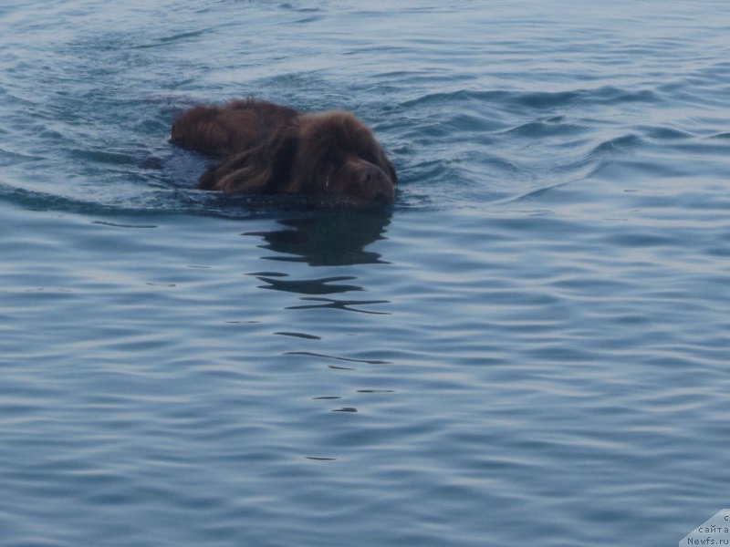Фото: ньюфаундленд Igerma iz Akademii Shokolada (Игерма из Академии Шоколада)