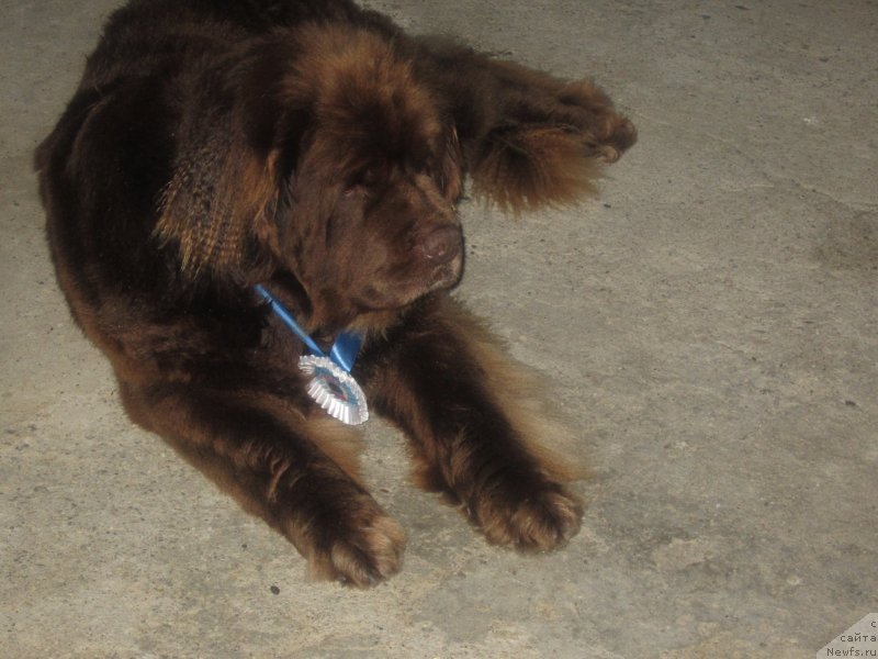 Фото: ньюфаундленд Igerma iz Akademii Shokolada (Игерма из Академии Шоколада)