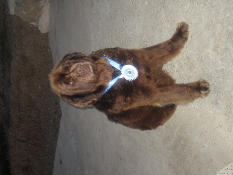 Фото: ньюфаундленд Igerma iz Akademii Shokolada (Игерма из Академии Шоколада)