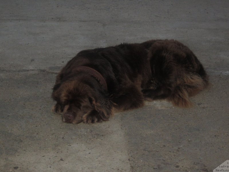 Фото: ньюфаундленд Igerma iz Akademii Shokolada (Игерма из Академии Шоколада)