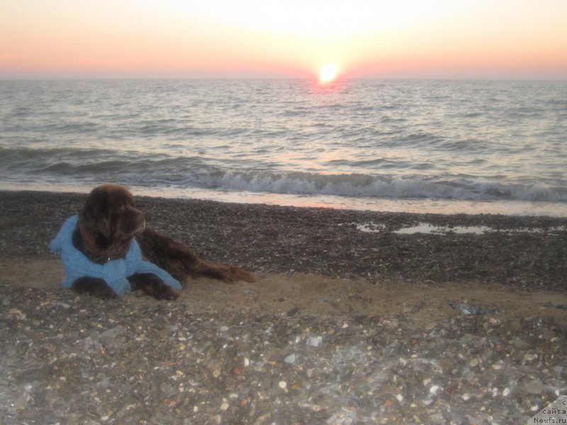 Фото: ньюфаундленд Igerma iz Akademii Shokolada (Игерма из Академии Шоколада)