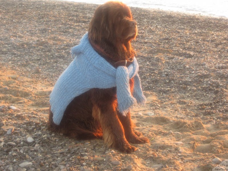 Фото: ньюфаундленд Igerma iz Akademii Shokolada (Игерма из Академии Шоколада)