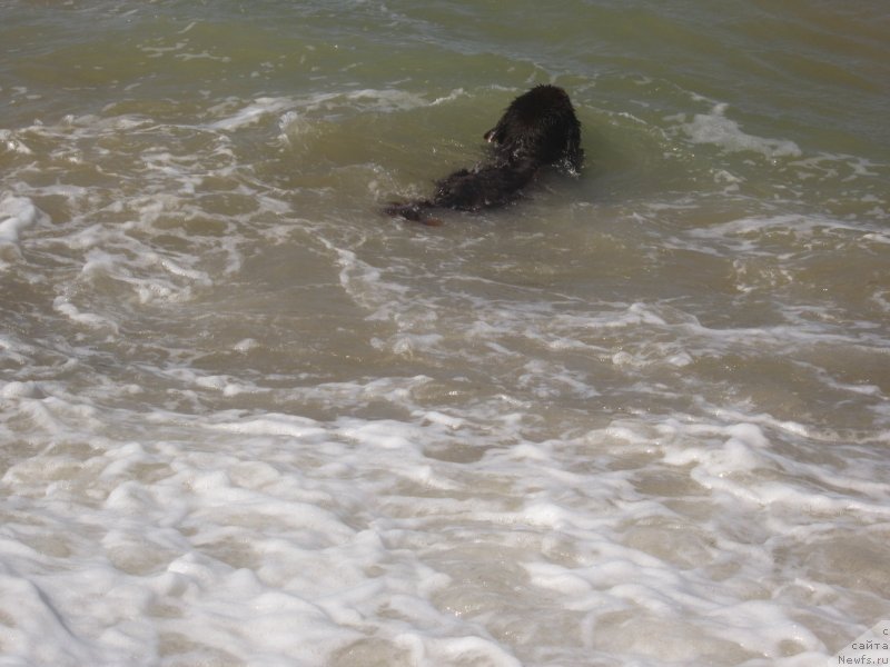 Фото: ньюфаундленд Igerma iz Akademii Shokolada (Игерма из Академии Шоколада)