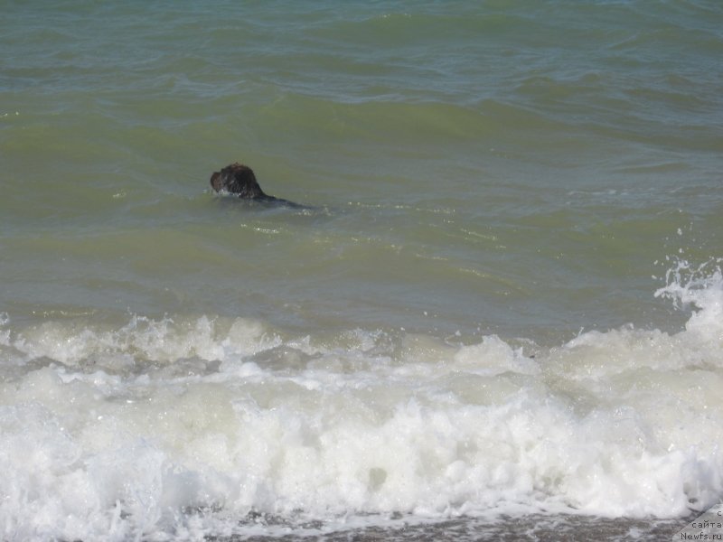 Фото: ньюфаундленд Igerma iz Akademii Shokolada (Игерма из Академии Шоколада)