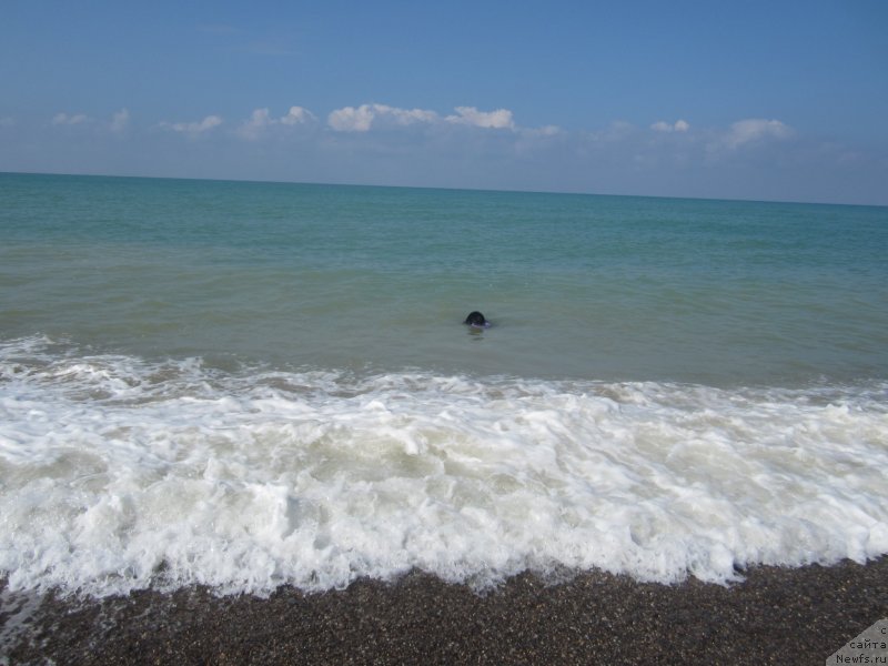 Фото: ньюфаундленд Igerma iz Akademii Shokolada (Игерма из Академии Шоколада)