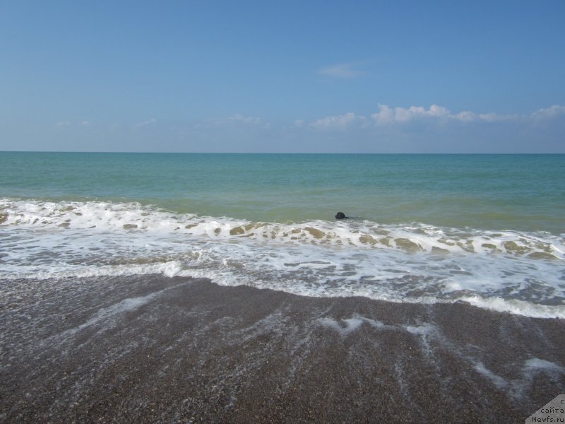 Фото: ньюфаундленд Igerma iz Akademii Shokolada (Игерма из Академии Шоколада)