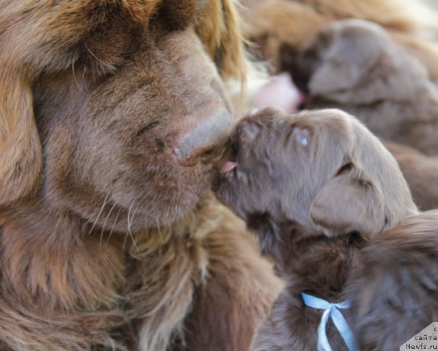 Фото: ньюфаундленд Igerma iz Akademii Shokolada (Игерма из Академии Шоколада)