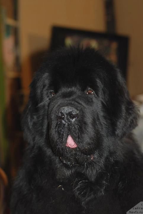 Фото: ньюфаундленд Aquatoriya Kelvin Flash Royal (Акватория Келвин Флэш Ройал)