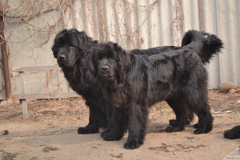 Фото: ньюфаундленд I'm Little Princess Midnight Bear, ньюфаундленд Talisman Morya Mishel' (Талисман Моря Мишель)