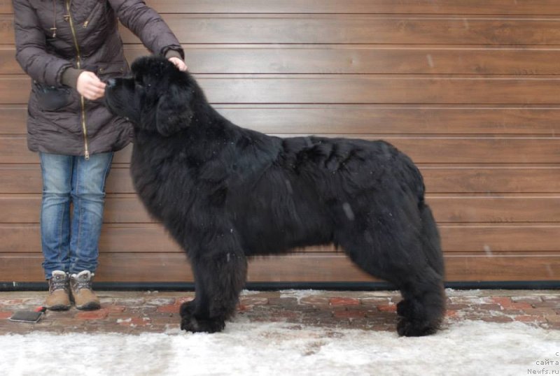 Фото: ньюфаундленд Aquatoriya Kelvin Flash Royal (Акватория Келвин Флэш Ройал)