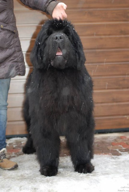 Фото: ньюфаундленд Aquatoriya Kelvin Flash Royal (Акватория Келвин Флэш Ройал)