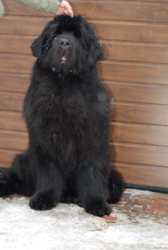 Фото: ньюфаундленд Aquatoriya Kelvin Flash Royal (Акватория Келвин Флэш Ройал)