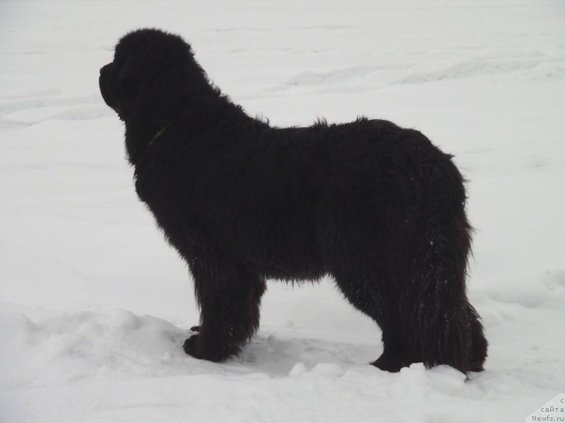 Фото: ньюфаундленд Akin Soul Sofiya (Акин Соул София)