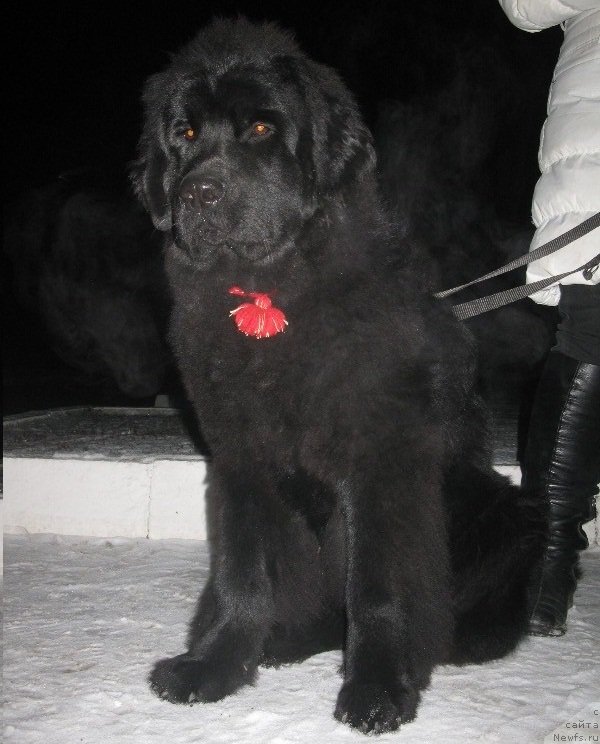 Фото: ньюфаундленд Real'naya Moryachka Kara Deniz (Реальная Морячка Кара Дениз)
