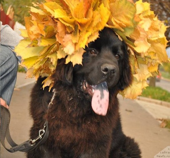 Фото: ньюфаундленд Ribachka Sonya Kara Deniz (Рыбачка Соня Кара Дениз)