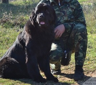 Фото: ньюфаундленд Rusalochka Krasavochka Kara Deniz (Русалочка Красавочка Кара Дениз)