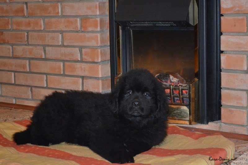 Фото: ньюфаундленд Chuvstvennaya Tanita Kara Deniz