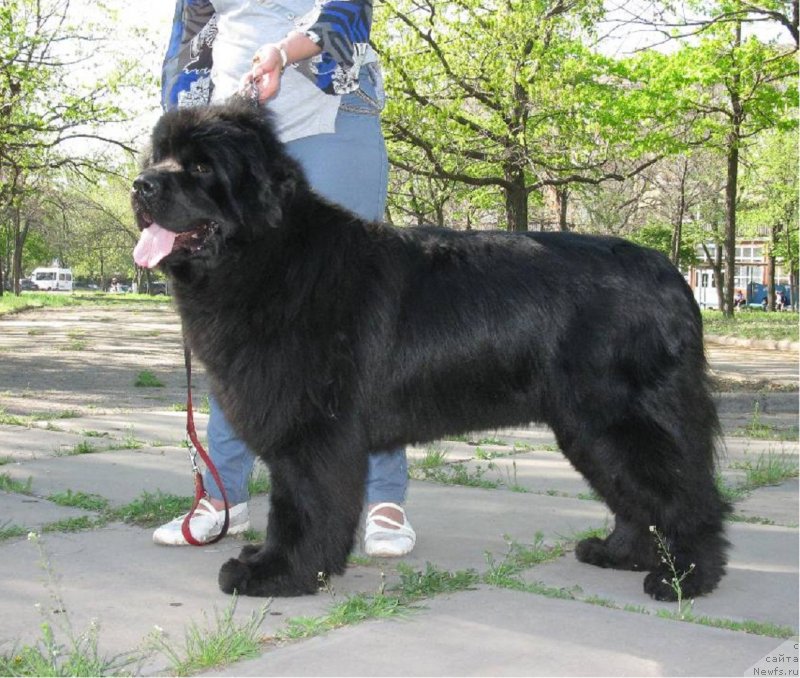 Фото: ньюфаундленд Zabava Putyatishna Kara Deniz (Забава Путятишна Кара Дениз)