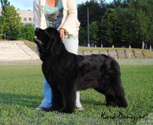 Фото: ньюфаундленд Kaliforniya Kara Deniz (Калифорния Кара Дениз)