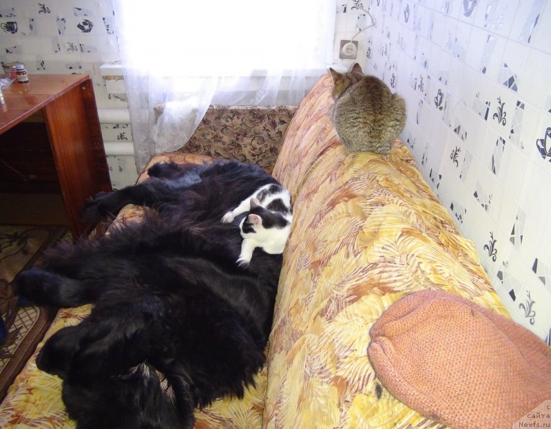 Фото: ньюфаундленд Lesnaya Skazka Lunnaya Sonata (Лесная Сказка Лунная Соната)