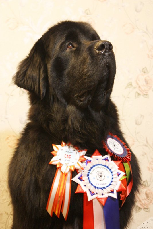 Фото: ньюфаундленд Beguschaya po Volnam Shaman (Бегущая по Волнам Шаман)