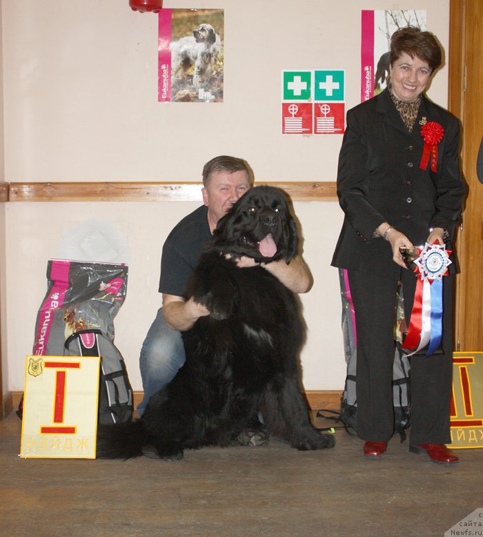 Фото: ньюфаундленд Beguschaya po Volnam Shaman (Бегущая по Волнам Шаман)